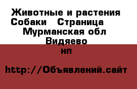 Животные и растения Собаки - Страница 11 . Мурманская обл.,Видяево нп